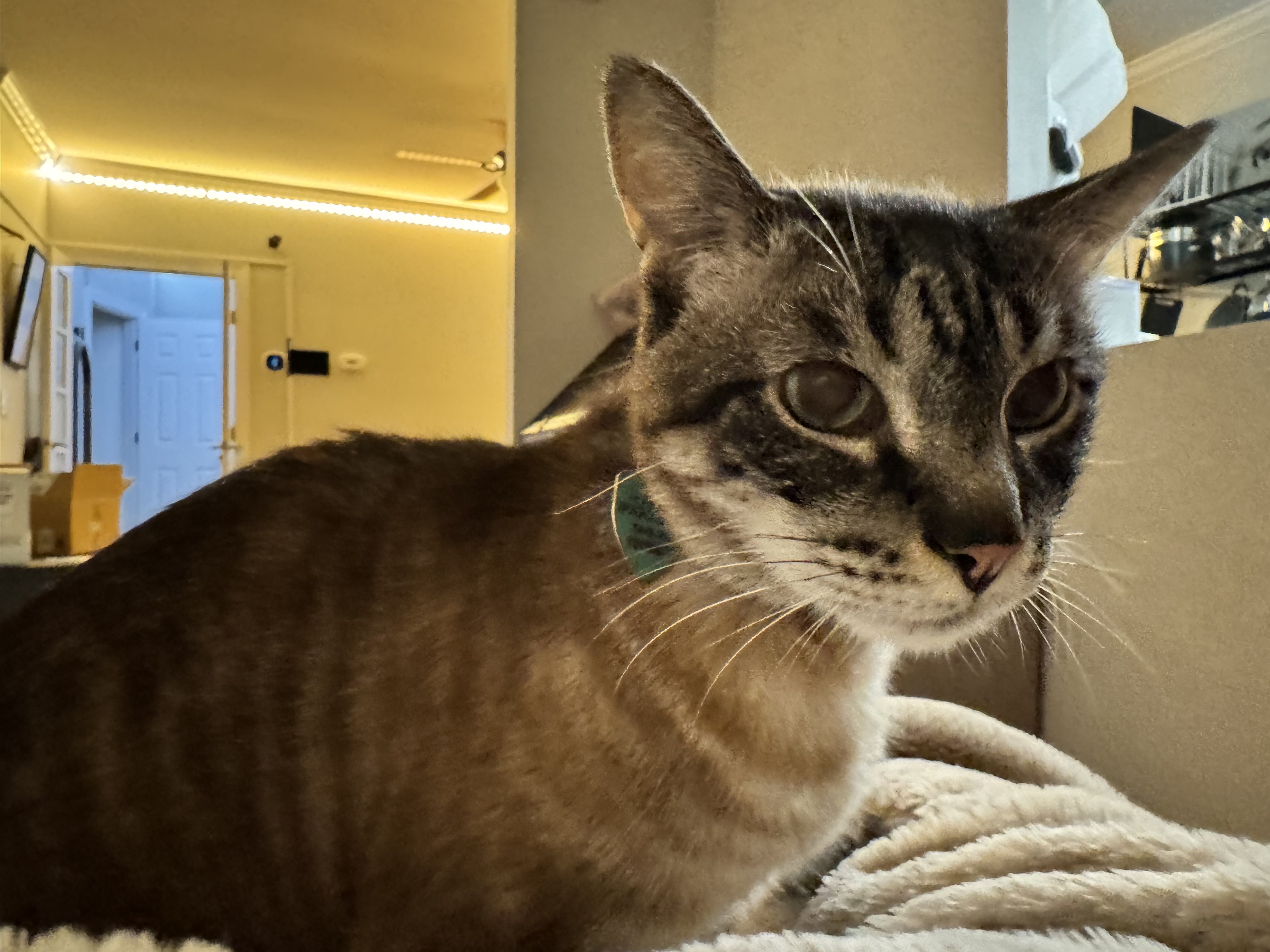 Max Gross (maxgrossalpaca.gold) Alpaca.Gold